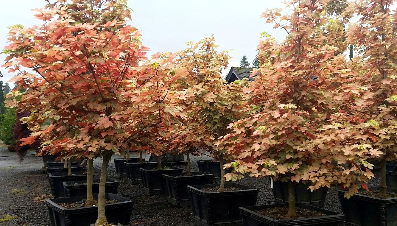 Acer pseudoplatanus 'Eskimo Sunset'