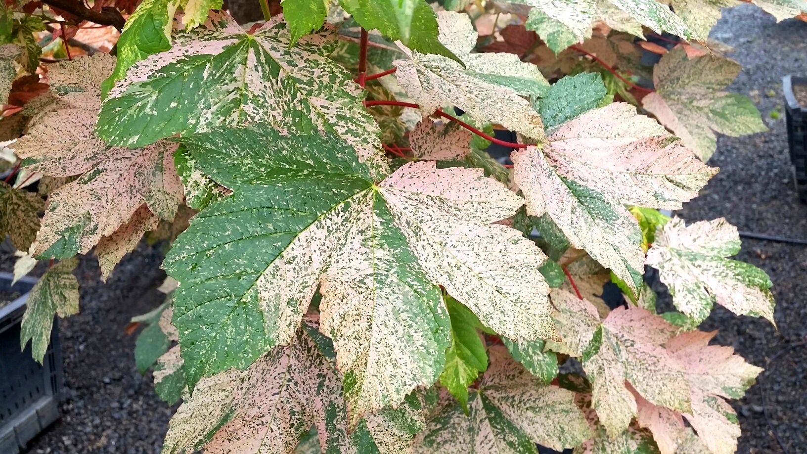 Acer pseu. 'Esk Sundet' leaf detail, close-up