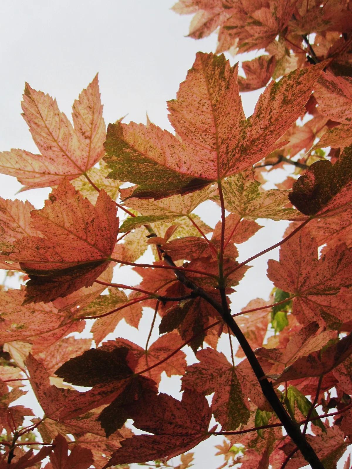 Acer pseu . 'Esk Sunset' leaf underside- will change to purple