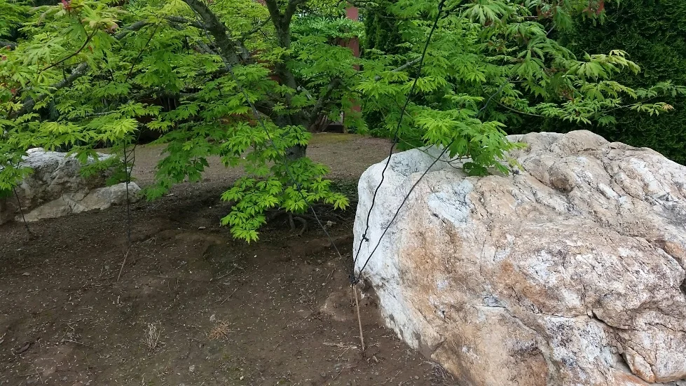 Acer circinatum 'Monroe' being trained horizontally