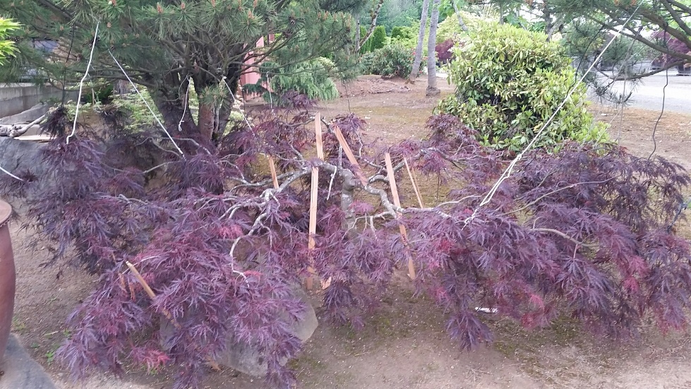 Training a dissectum maple to spread and trail for a water feature. Currently approx. 2'H x 15'+W...