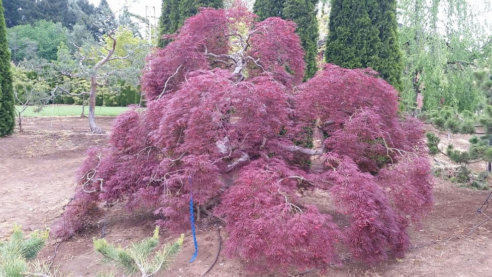 Maple almost done being trained to expose trunk and various tiered levels