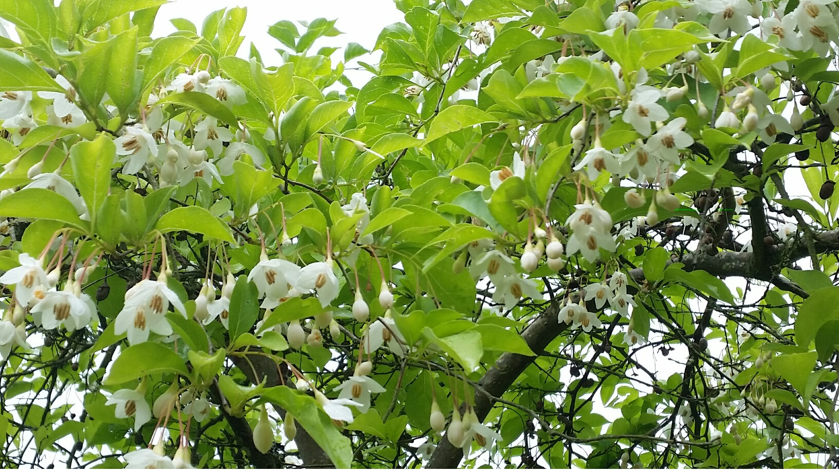 Styrax j. 'Carillon' flowers