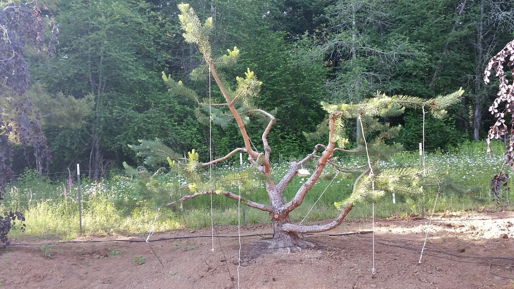 hard-training a Pine