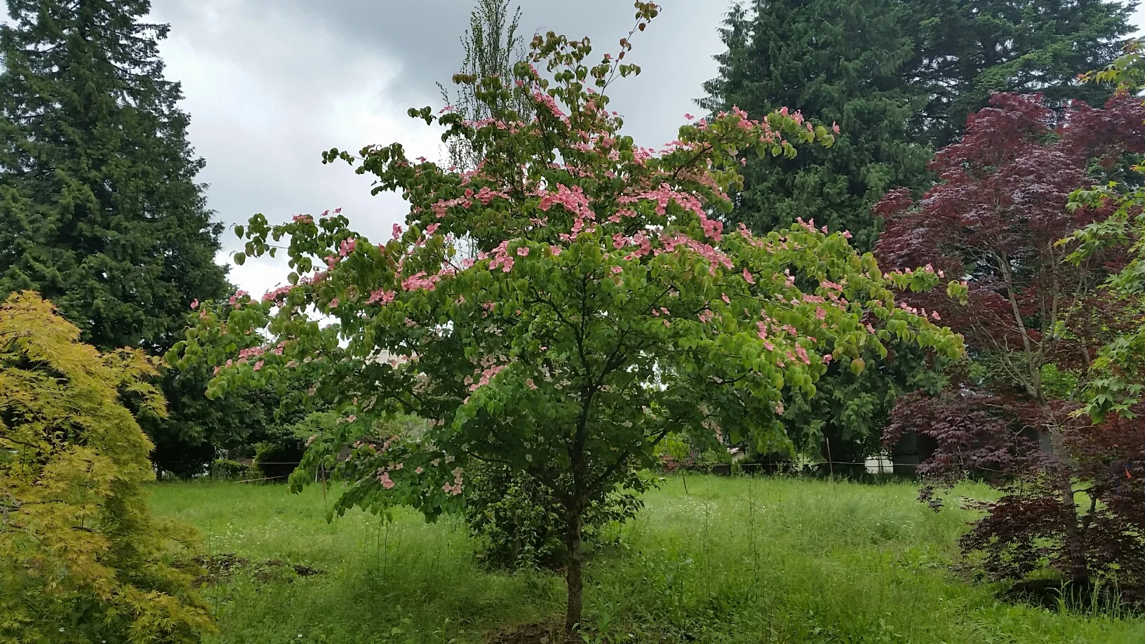 Cornus kousa 'Satomi'  SPECIMEN