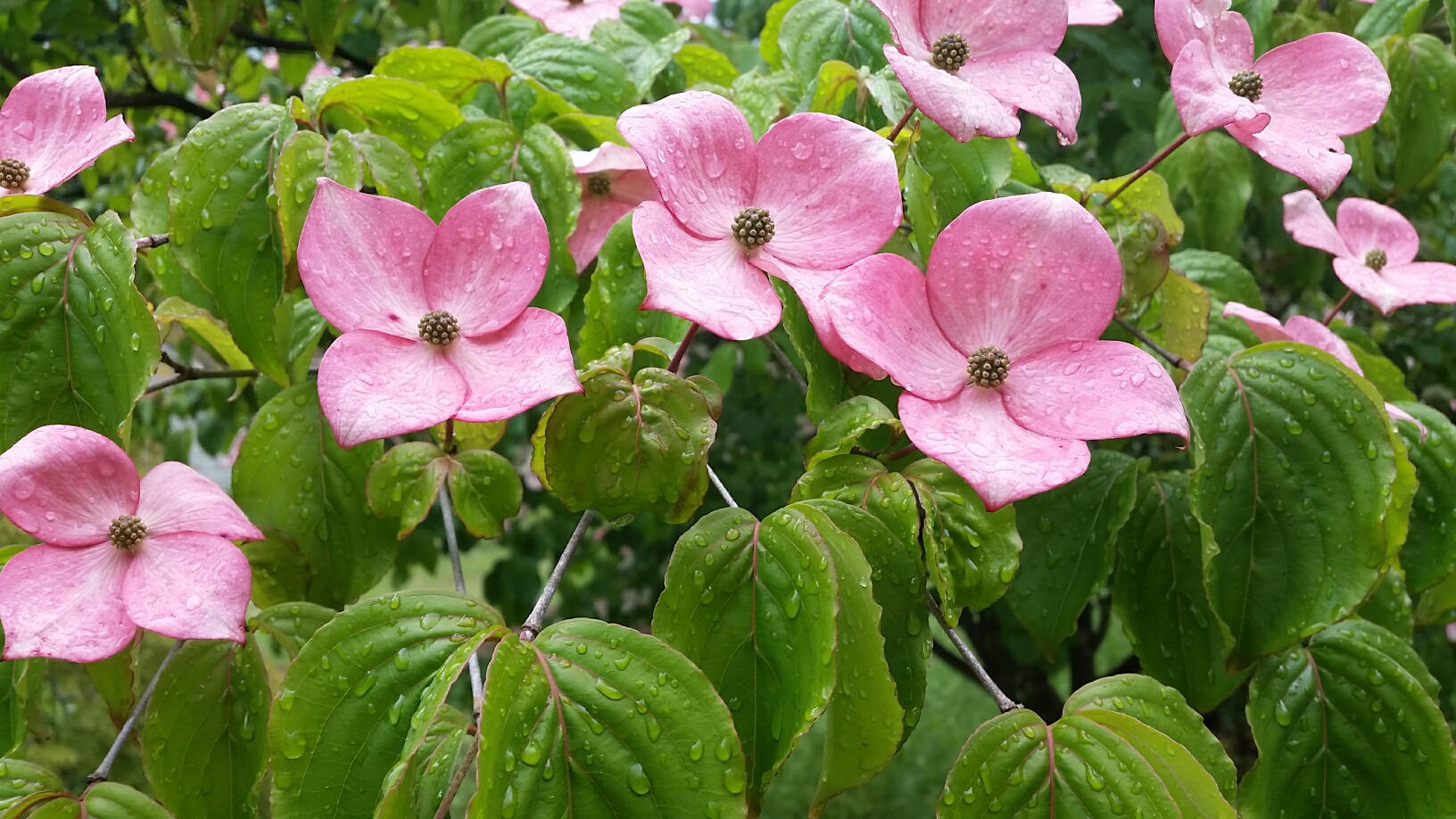 Cornus k . 'Satomi' flowers