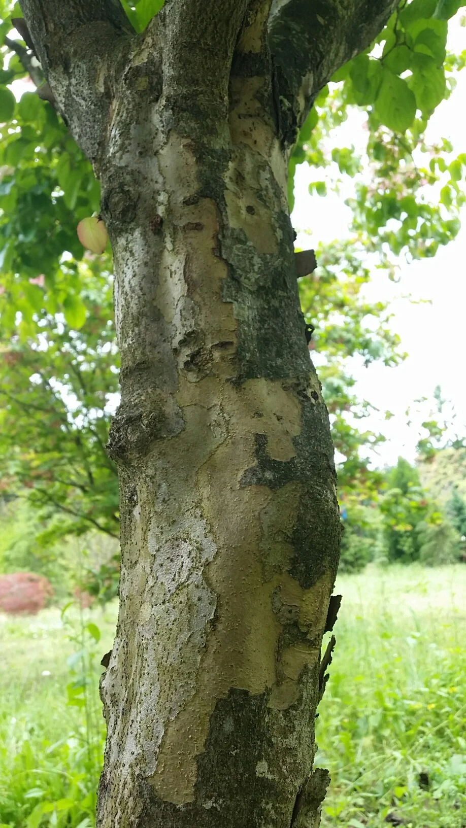 Cornus k. 'Satomi'  trunk detail