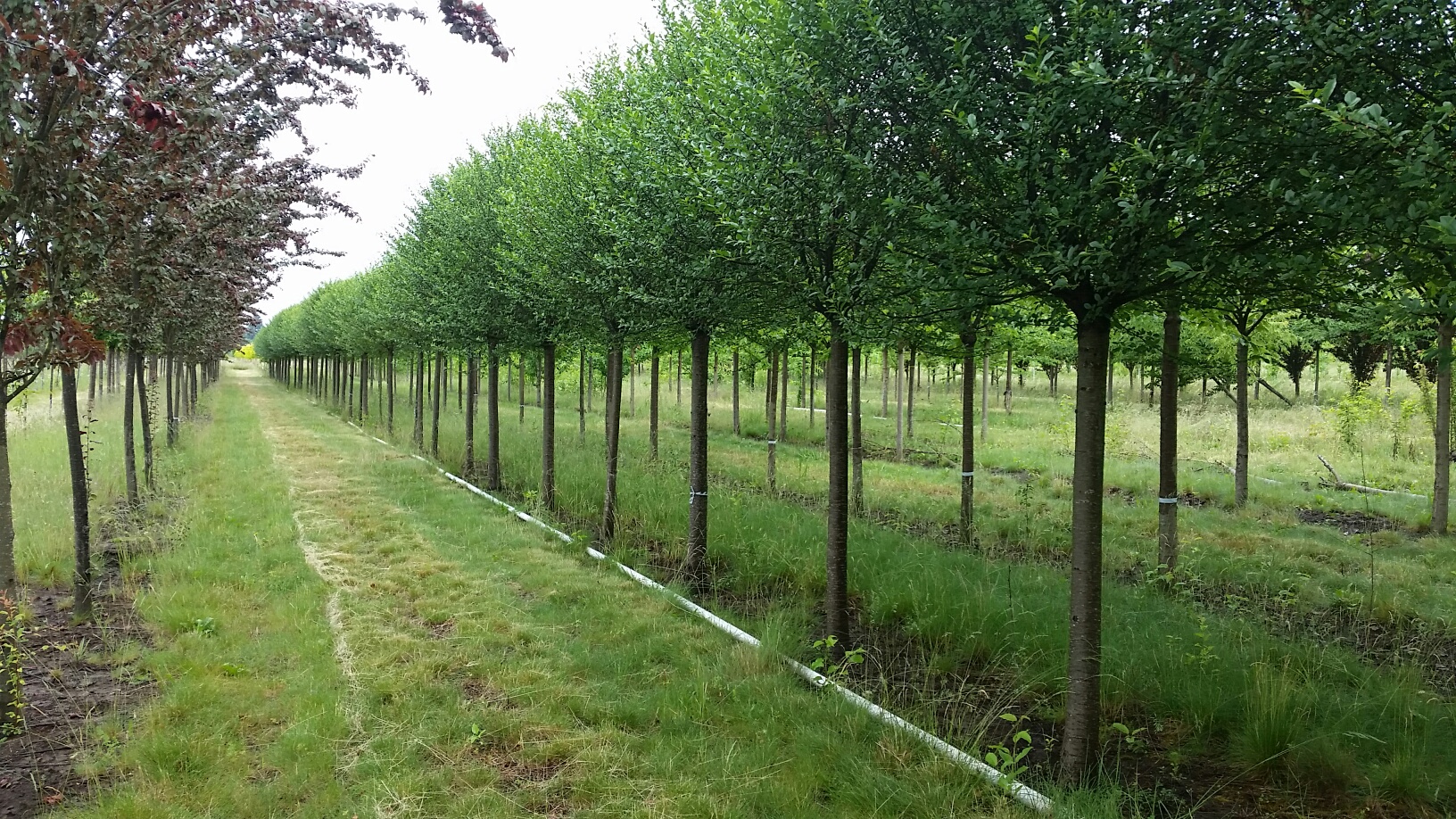 Prunus fruticosa 'Globosa' &nbsp;formal row