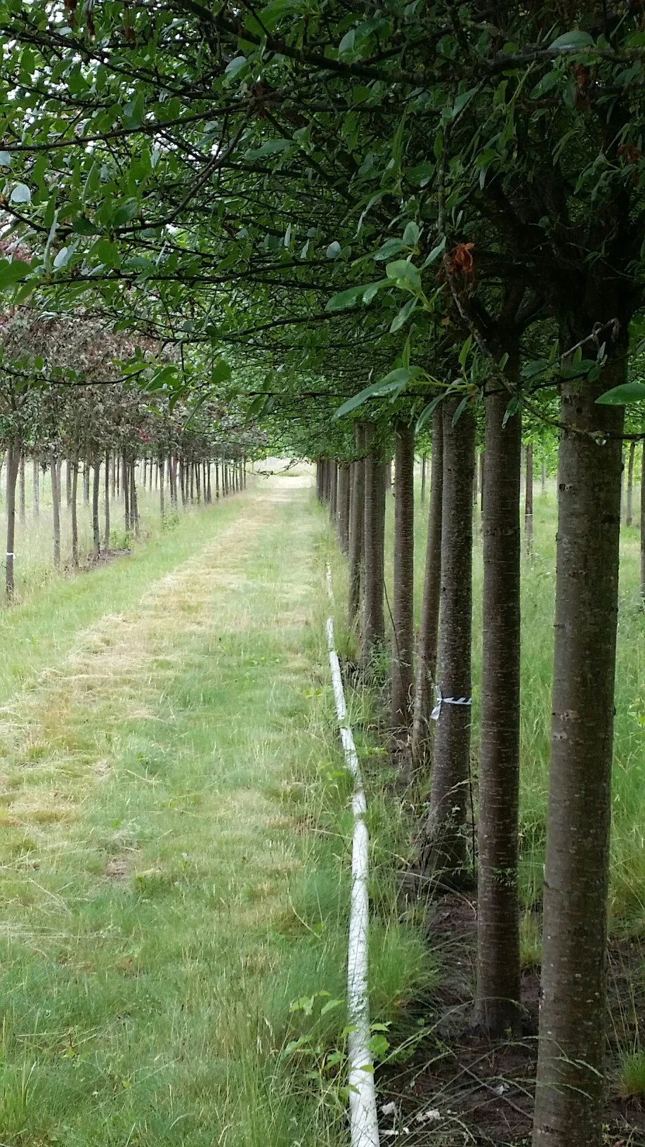 Prunus fr. 'Globosa' uniform understory