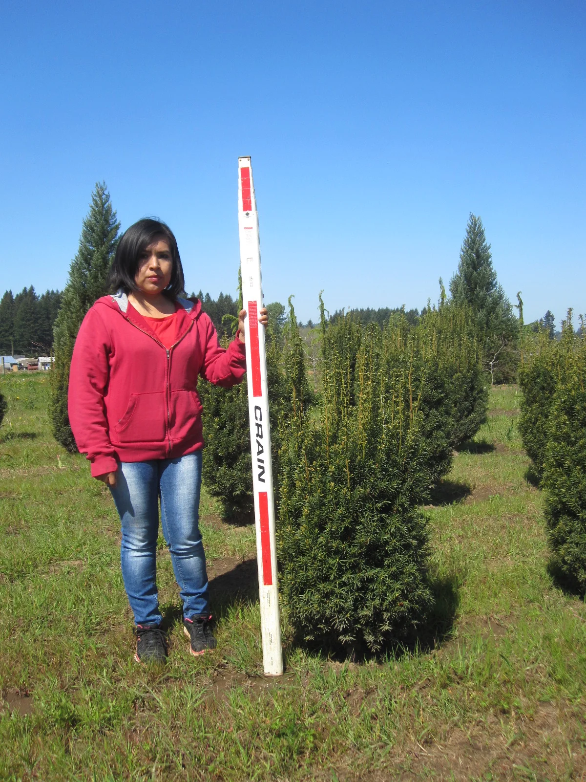 Taxus x . 'H.M. Eddie' 3 1/2' heavy