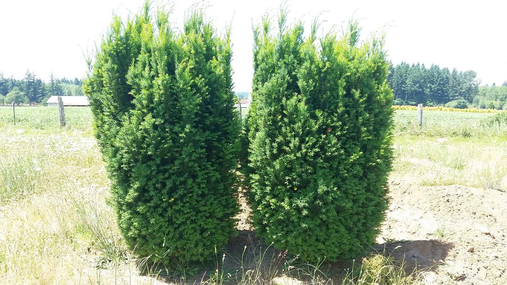 Taxus x m. 'H.M. Eddie' SPECIMEN