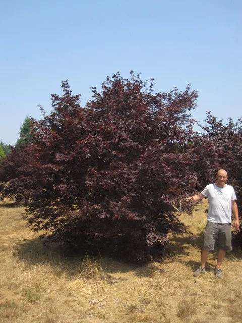 Acer p. 'Bloodgood' SPECIMEN
