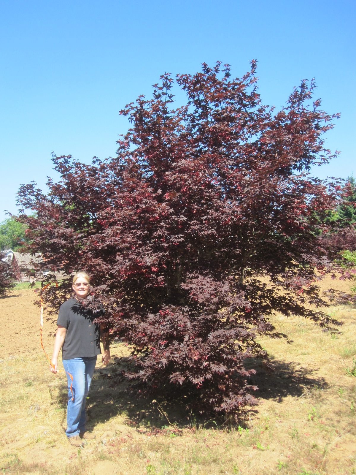Acer p. 'Bloodgood' SPECIMEN