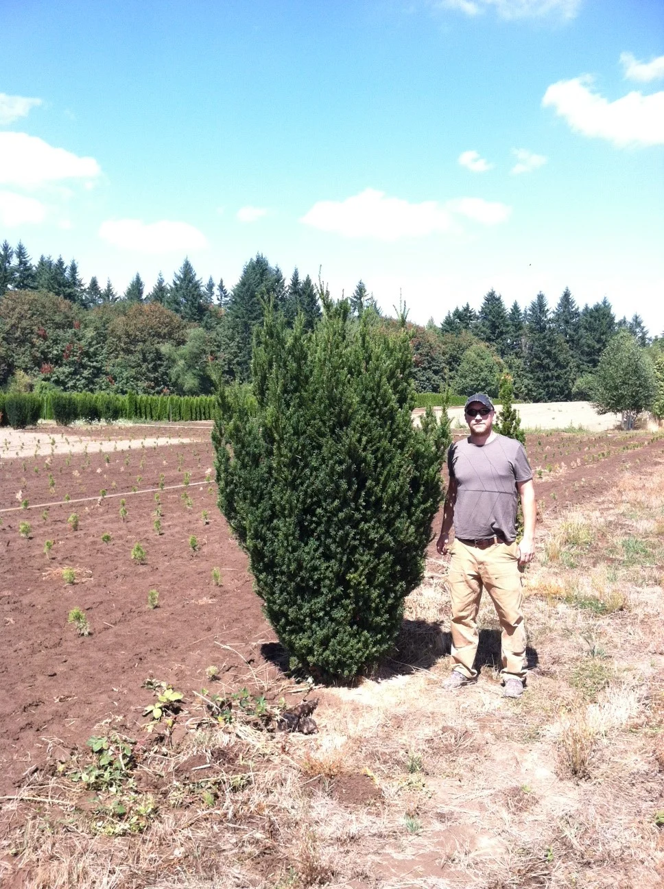 Taxus x m. 'Hicksii' 8' specimen