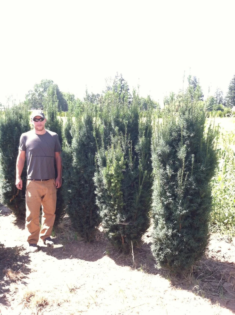 Taxus x m. 'HM Eddie' 7/8'