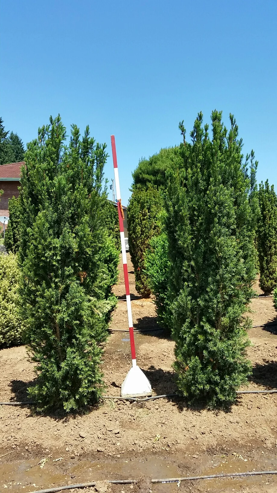 Taxus x m. 'HM Eddie' 8/9'