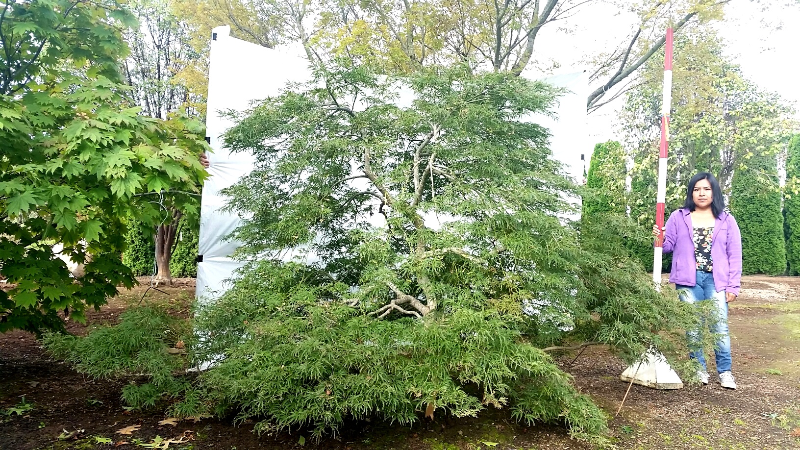 Acer p.d . 'Green Filigree' SPECIMEN, alt view