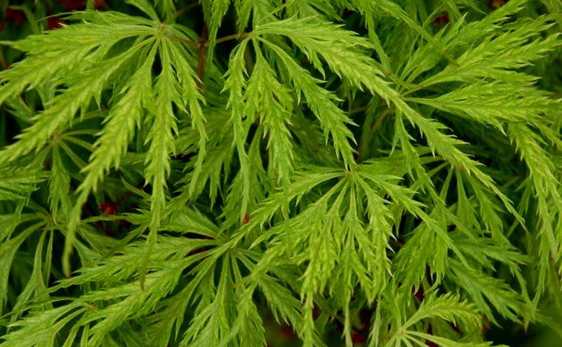 Acer p.d. 'Green Filigree' leaf close-up