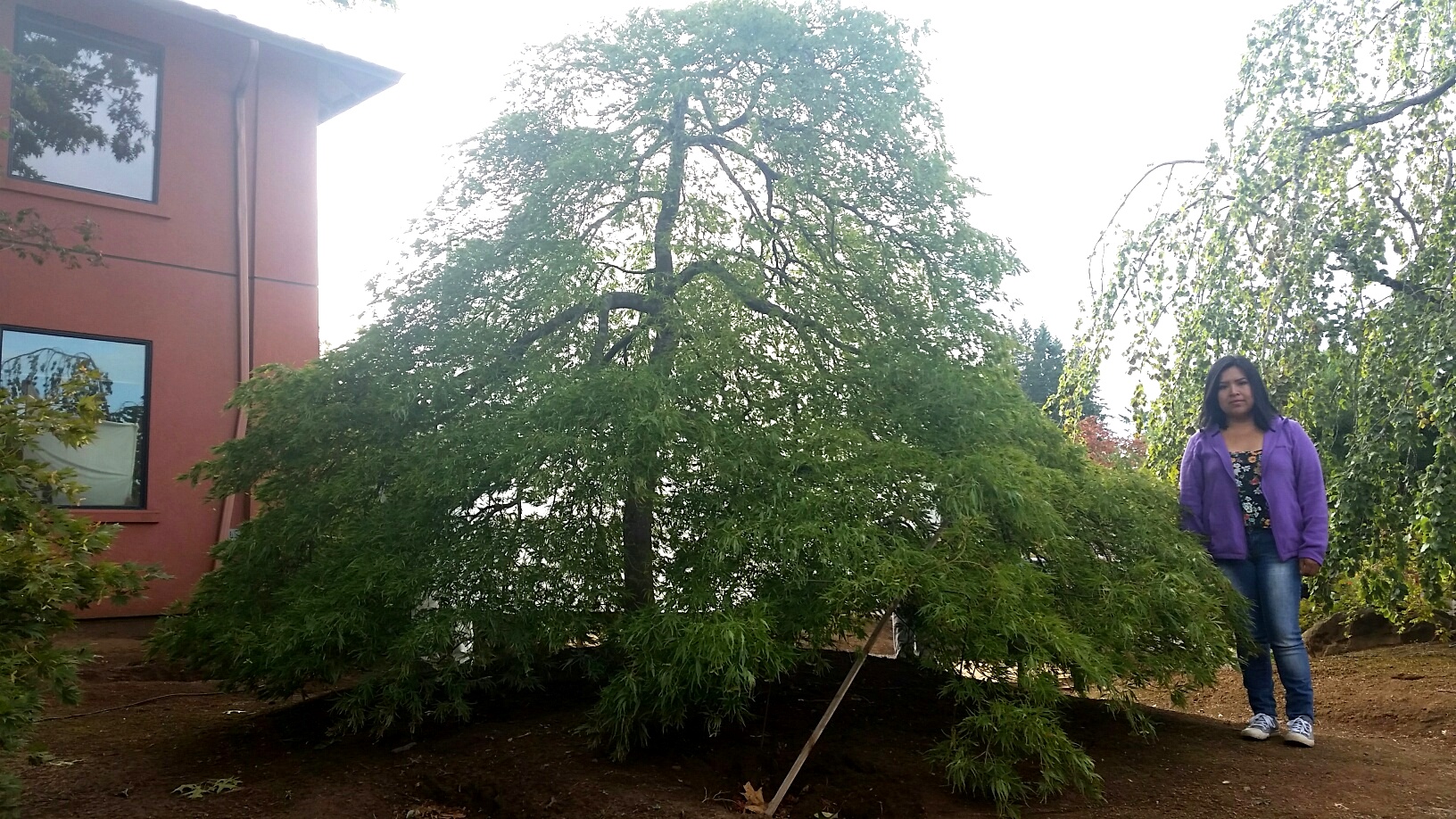 Acer p.d. 'Contorta' SPECIMEN