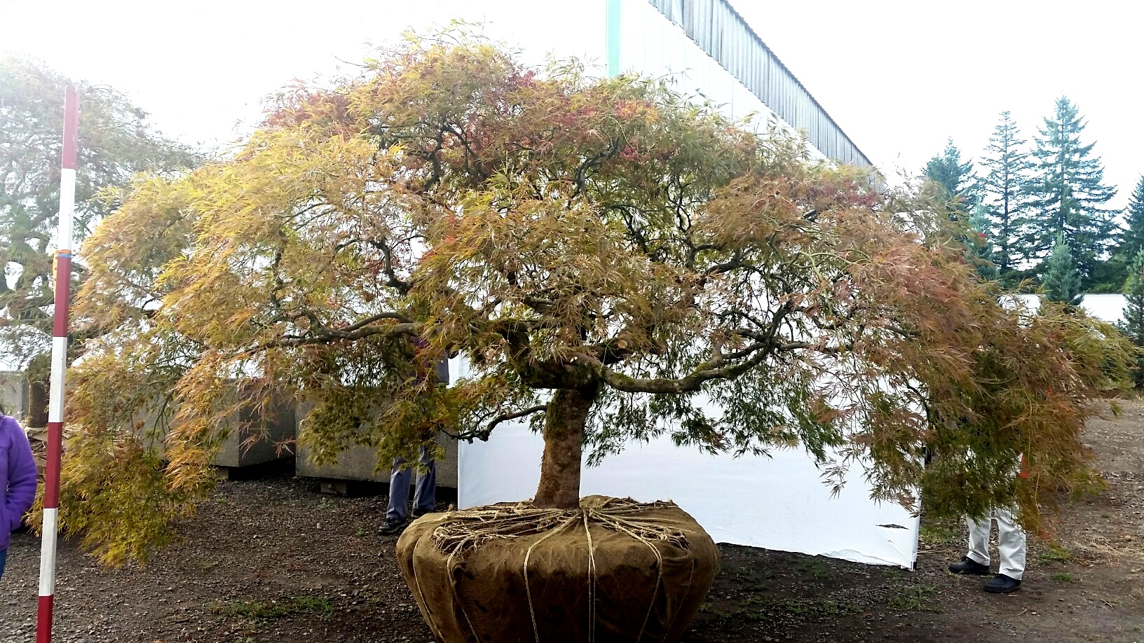 Acer p.d. 'Ornatum' SPECIMEN #1