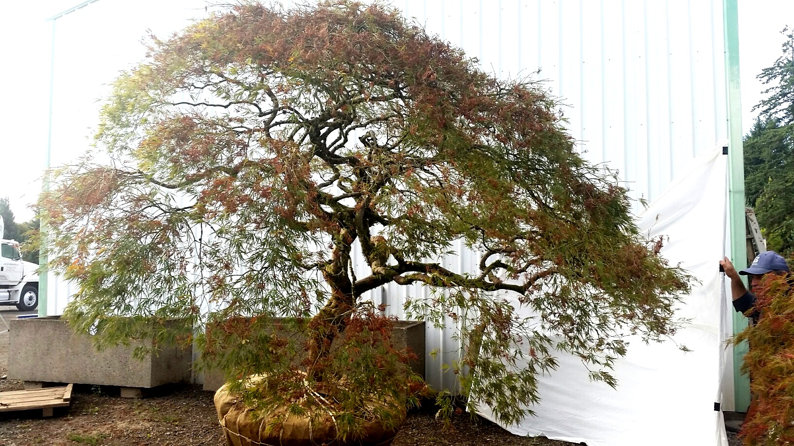 Acer p.d. 'Ornatum' SPECIMEN #2