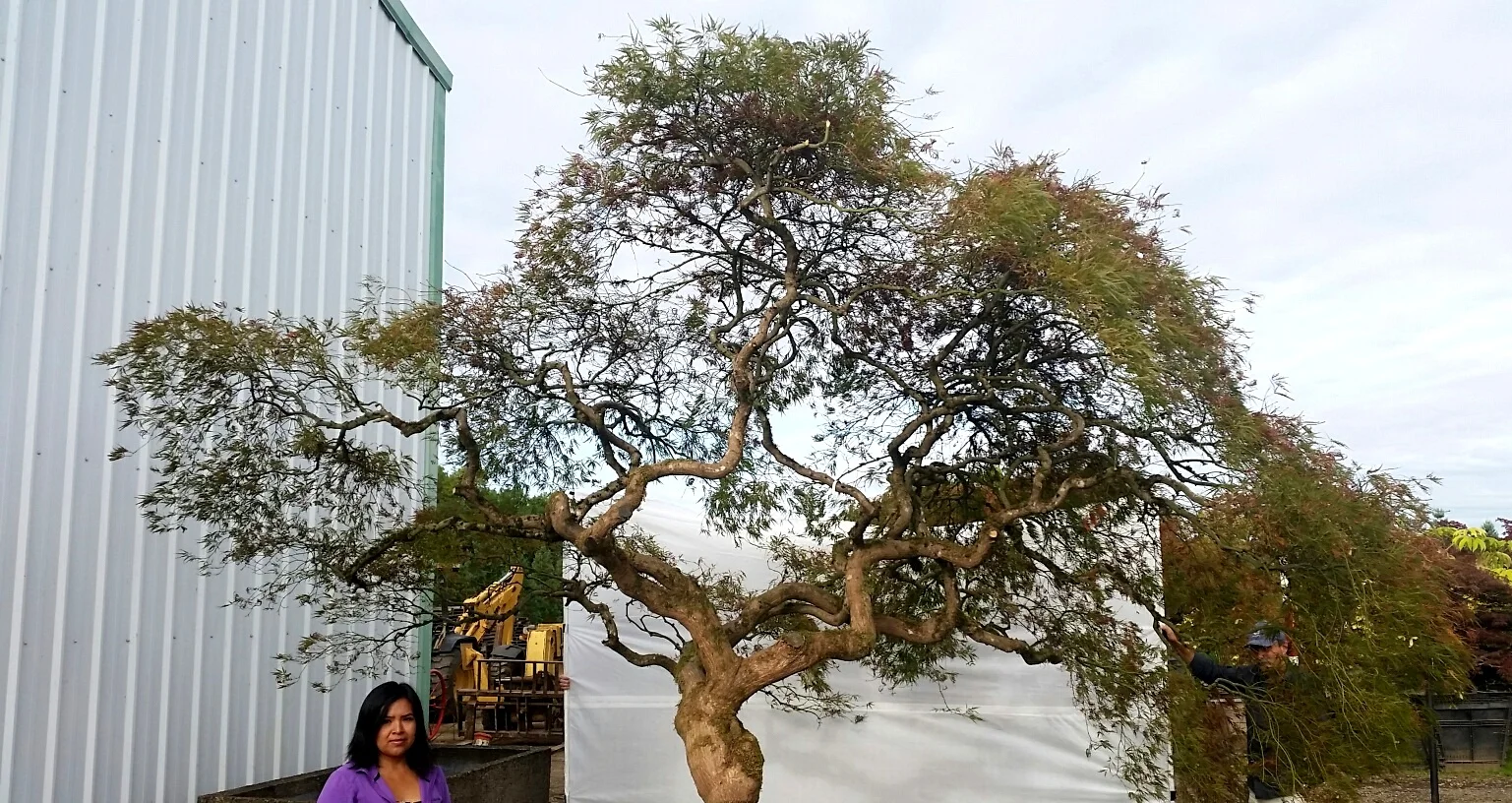 Acer p.d. 'Ornatum' SPECIMEN #2, alt view