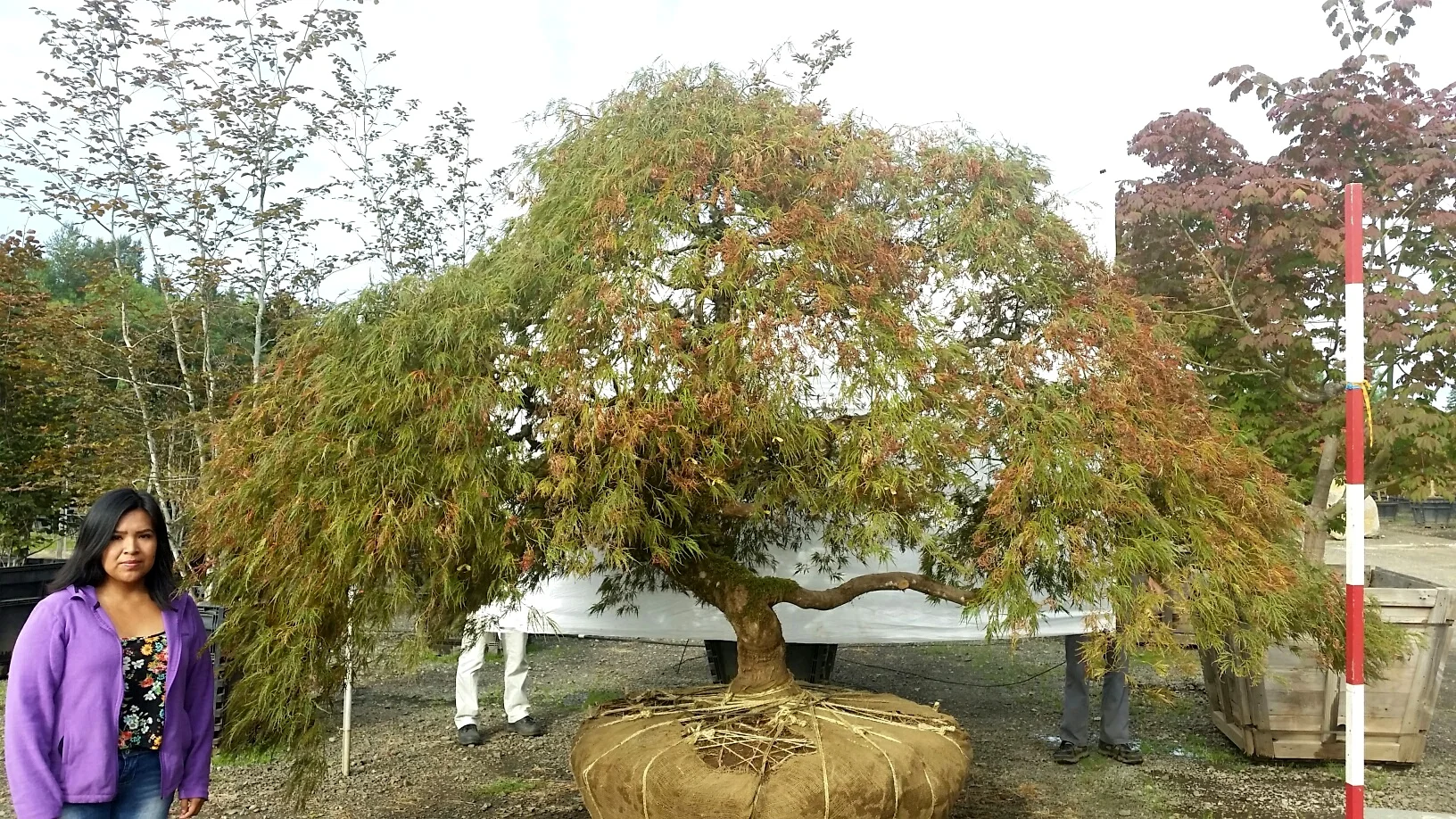 Acer p.d. 'Ornatum' SPECIMEN #3