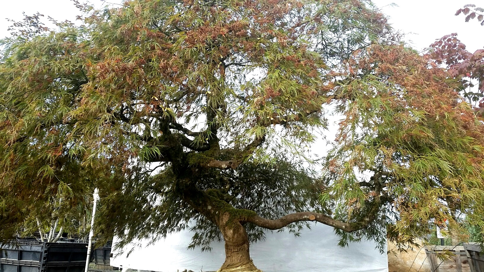 Acer p.d. 'Ornatum' SPECIMEN #3, low branches