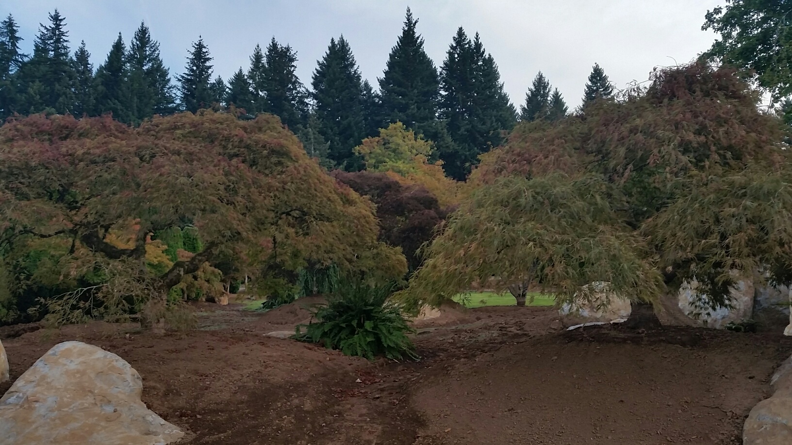 Acer palmatum dissectum Display Gardens