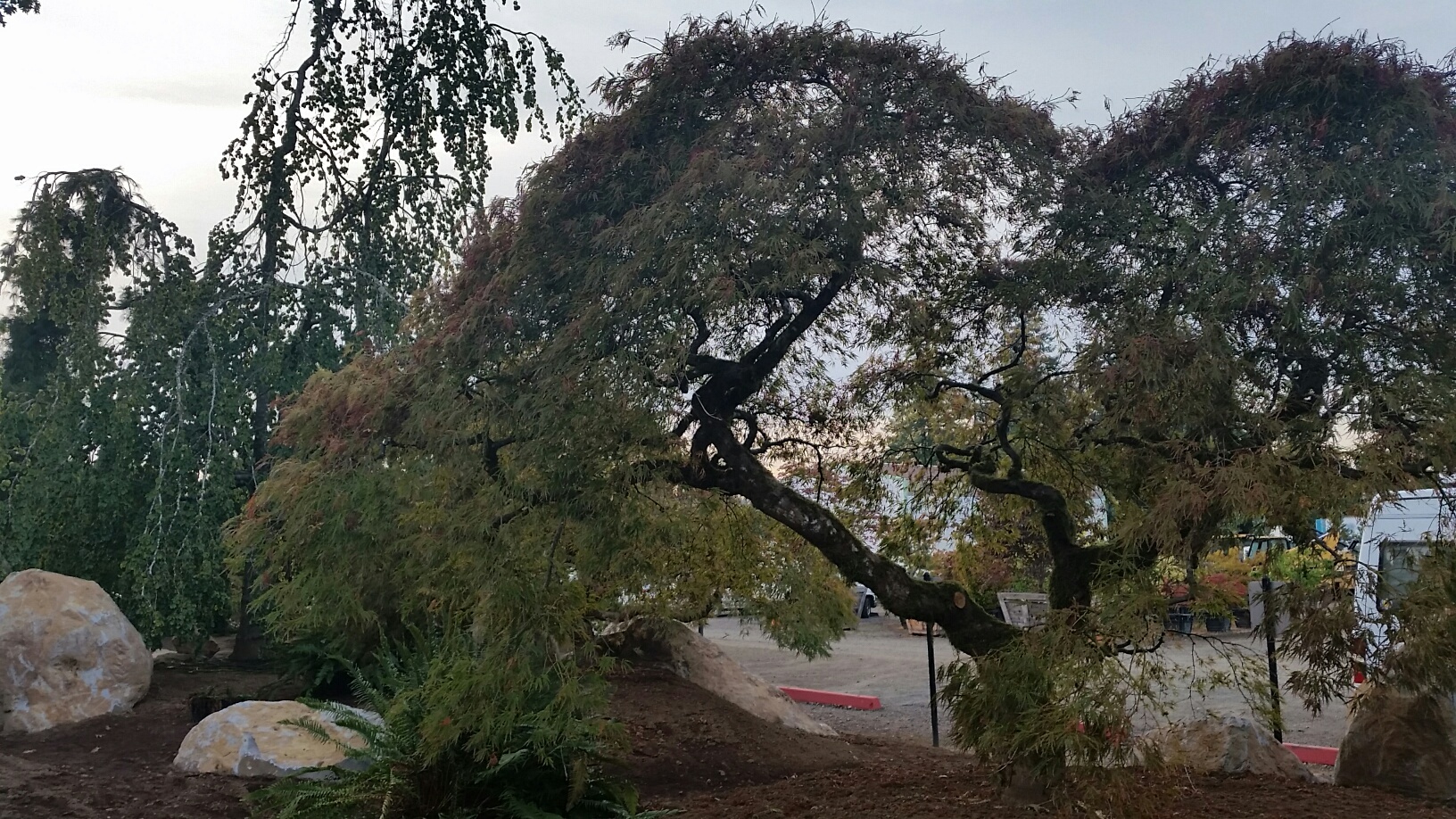 displaying some of the new Maples in our gardens