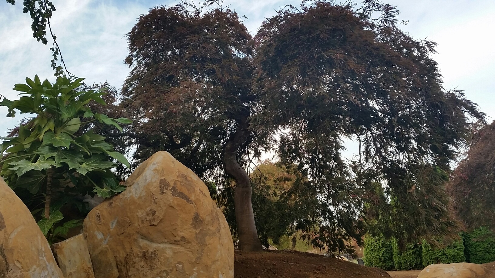 Acer p.d. freshly transplanted into our gardens