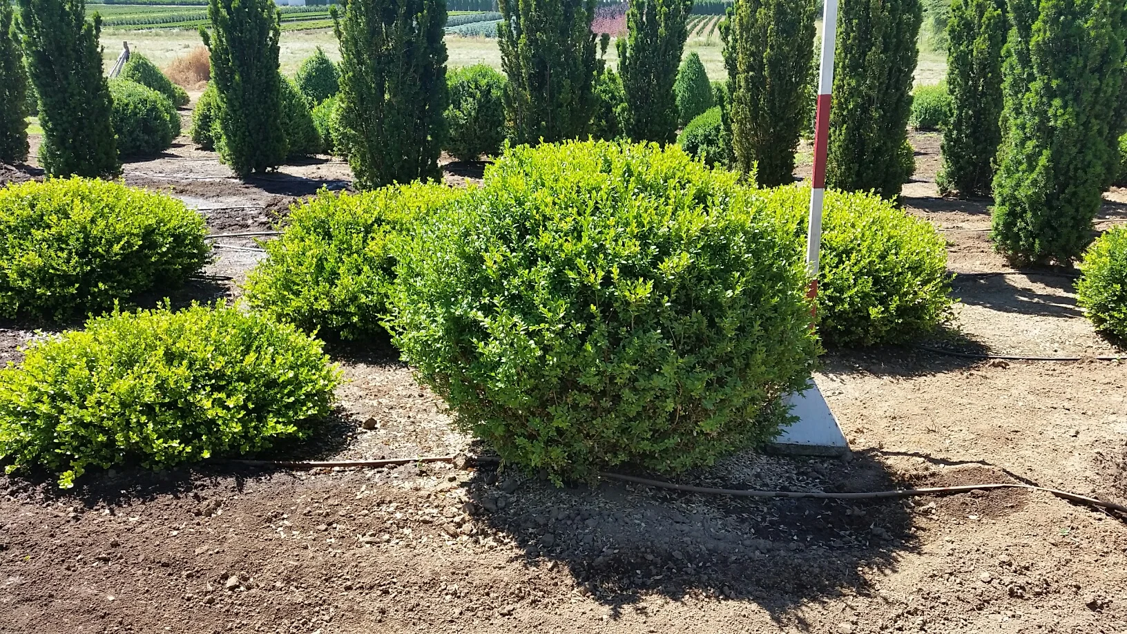 Buxus semp. Globe