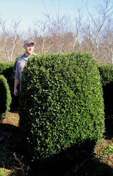 Ilex - sheared cylinder