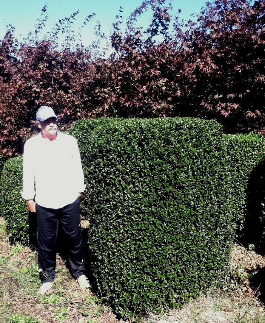 Ilex - sheared cylinder