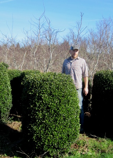 Ilex- sheared cylinder