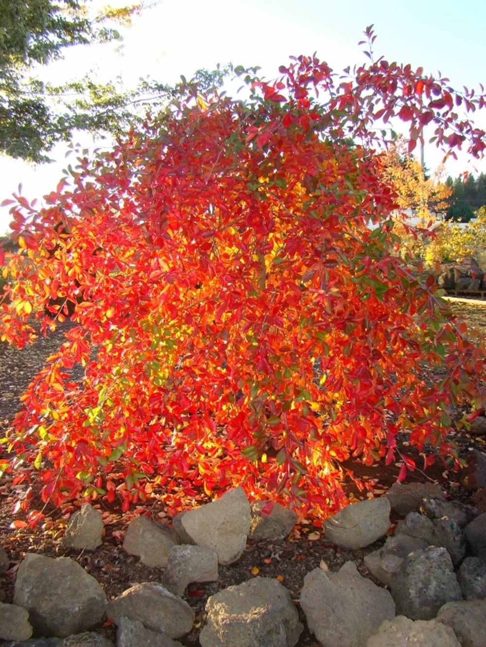 Nyssa sylvatica 'Autumn Cascade'
