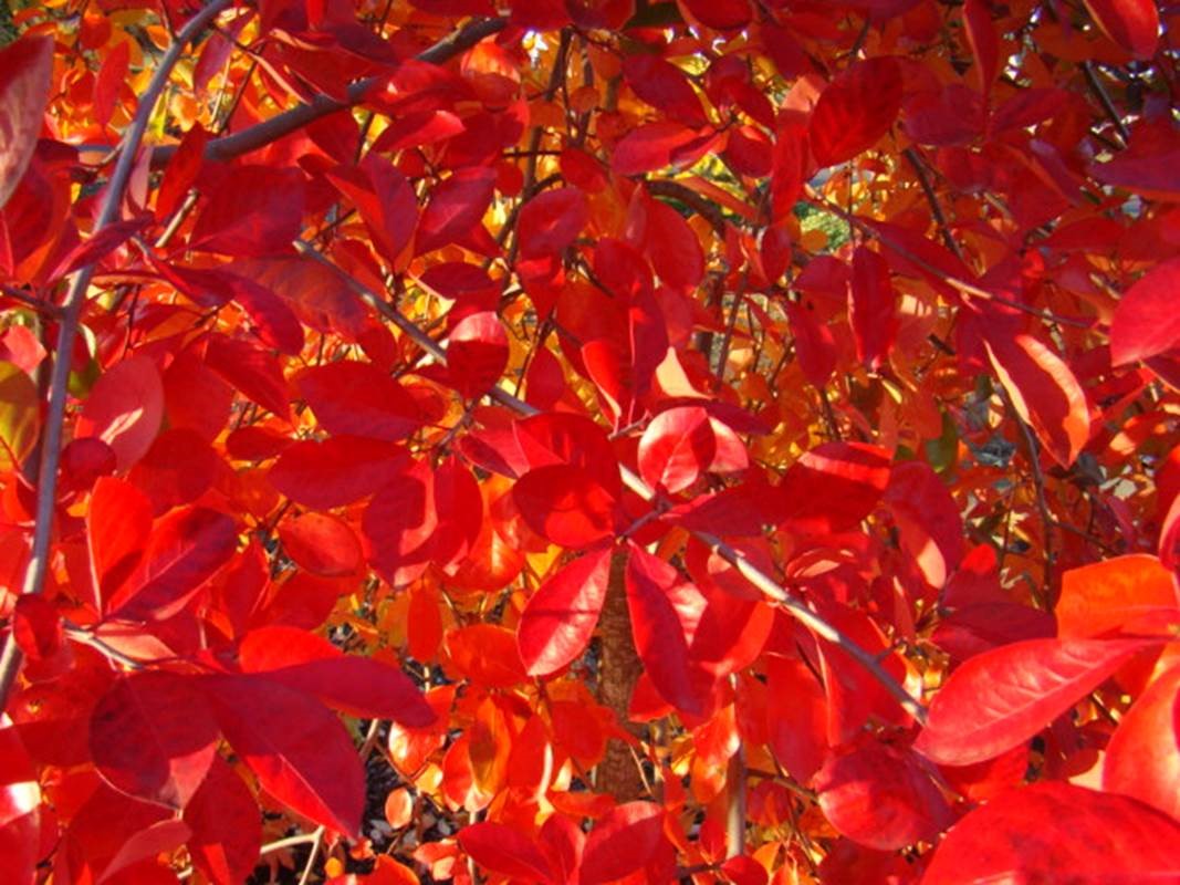 Nyssa syl. 'Autumn Cascade' leaf close-up