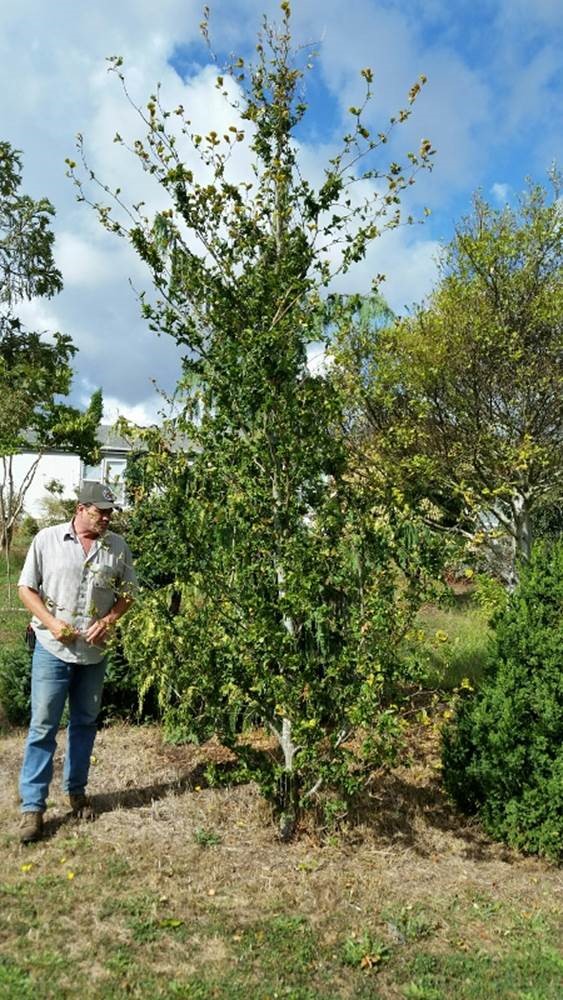 Fagus sylvatica 'Cristata'
