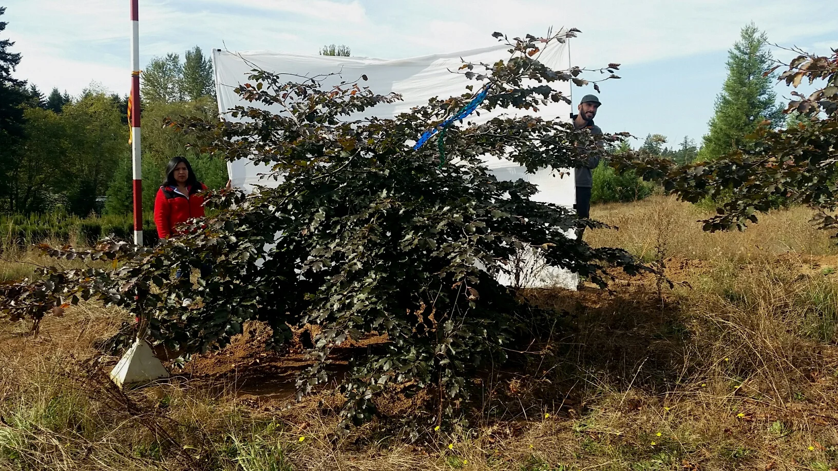 Fagus syl. 'Tortuosa Purpurea' Jr specimen