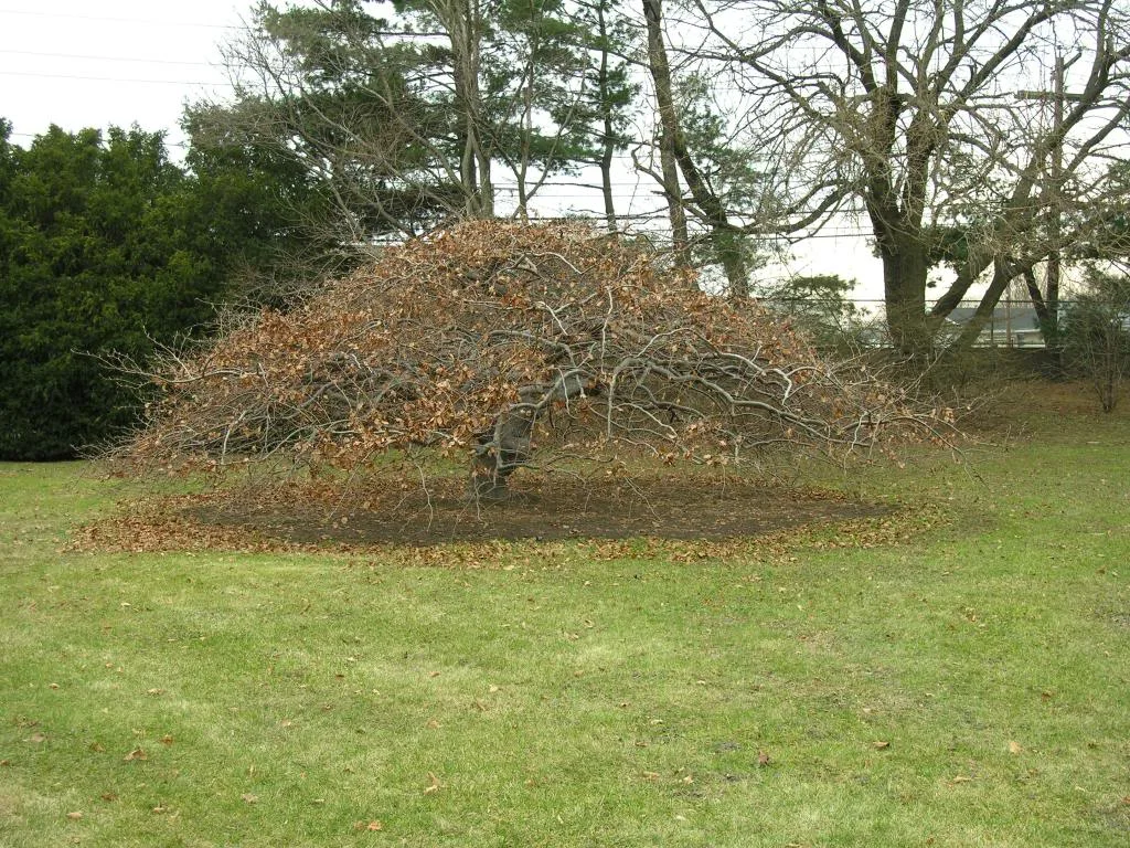 EXAMPLE (not for sale) Branching structure of mature Fagus syl. 'Tortuosa Purpurea'