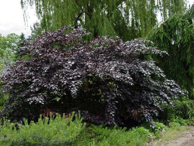 EXAMPLE (not for sale) Spring leaf color of Fagus syl. 'Tortuosa Purpura'