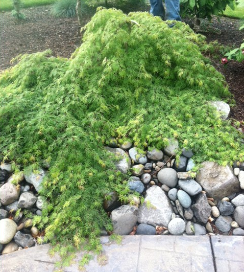 Acer p.d. 'Emerald Lace' in landscape (not for sale)