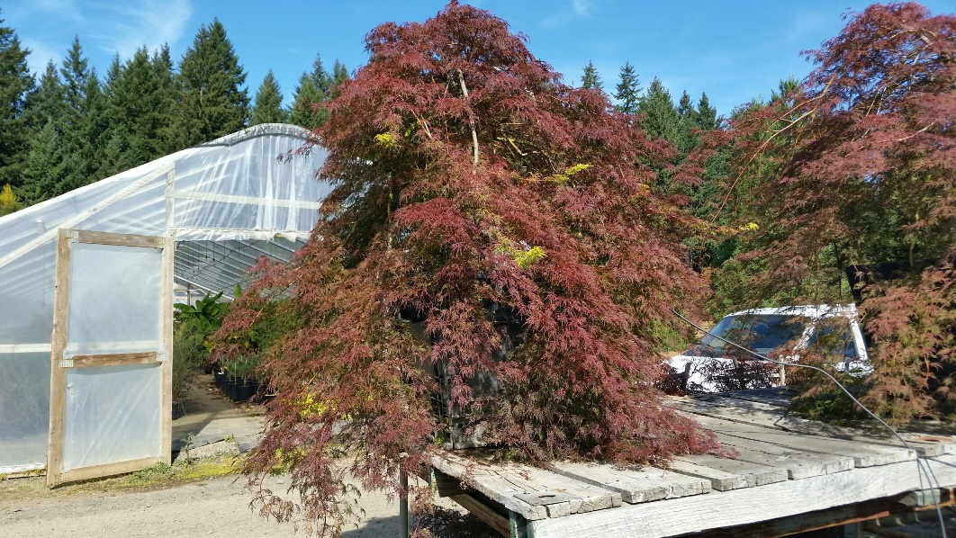 Acer p.d. 'Emerald Lace' being trained on our elevated display racks