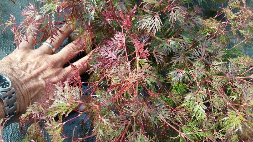 foliage close-up of Acer p.d . 'Emerald Lace'