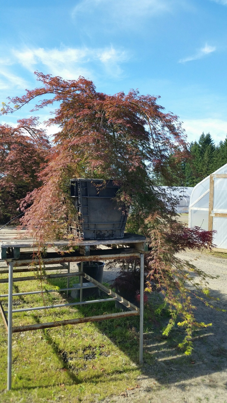 Acer p.d. 'Emerald Lace' being trained on our display racks. Approx 9' from top of tree to end of branches