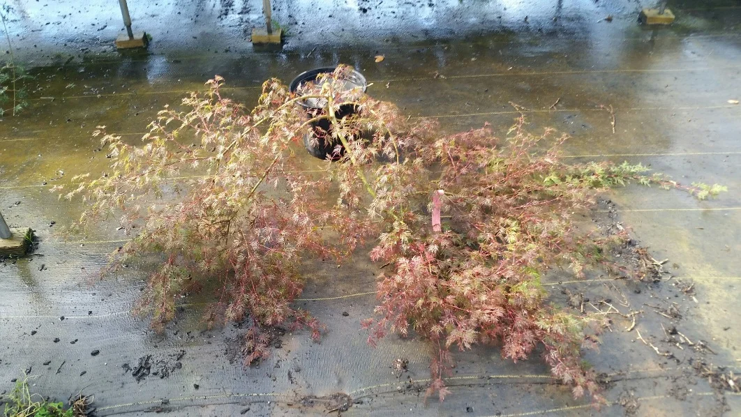 Acer p.d. 'Emerald Lace' training horizontally for maximum spread