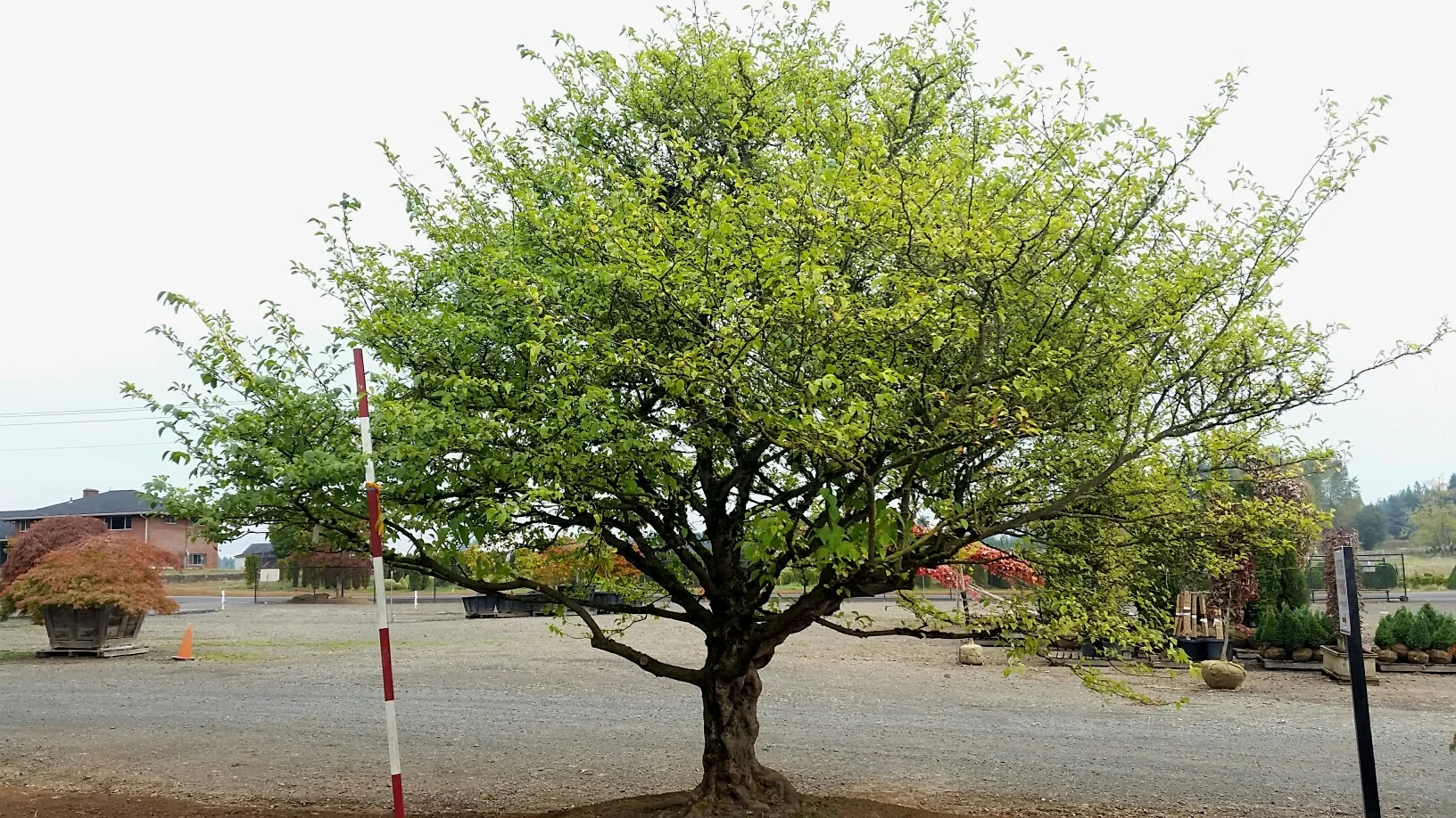Styrax japonicus - specimen