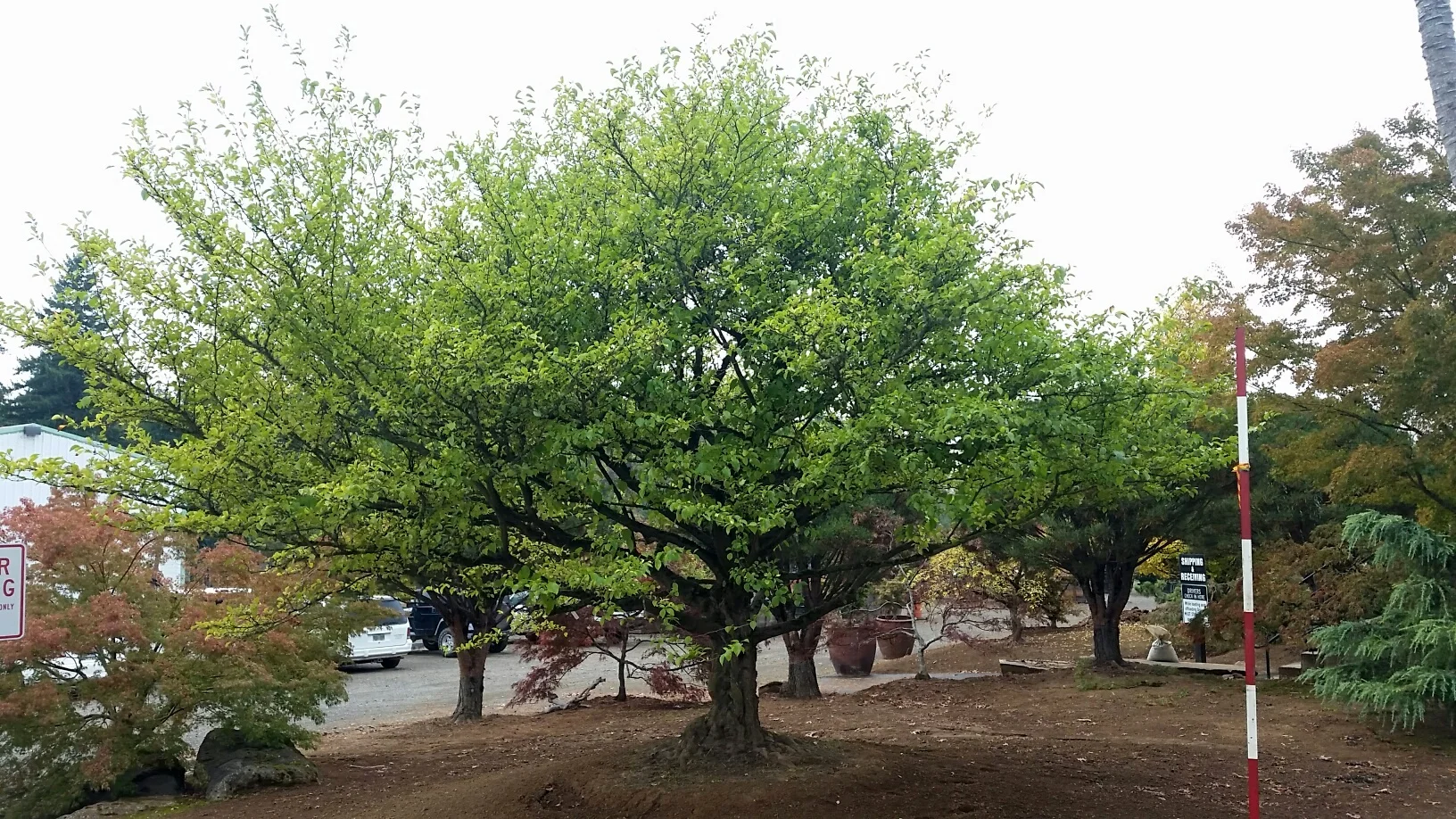 Styrax japonicus - specimen, alt view