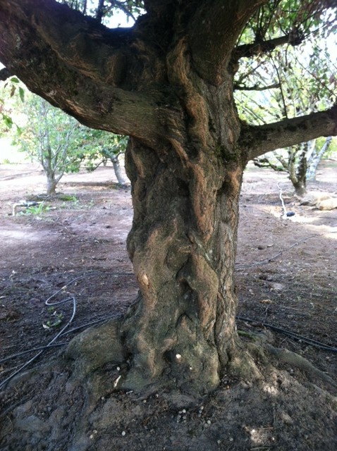 Styrax japonicus - trunk detail