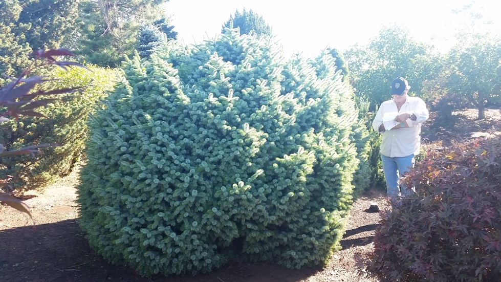 Picea sitchensis 'Papoose' specimen
